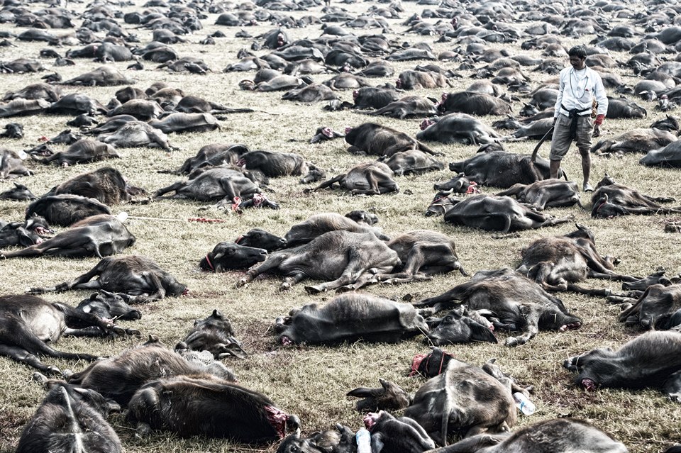 Gadhimai – das gr&ouml;&szlig;te Tieropferfest der Welt