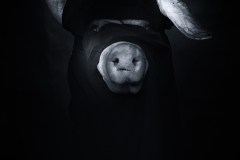 20150506-D81_8084-Bearbeitet2